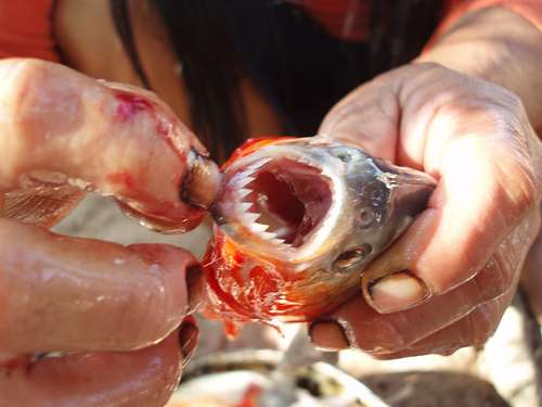Le piranha possède des dents pointues et une mâchoire puissante qui témoignent d'un régime alimentaire carnivore. © Ayahuasca in San Francisco, Flickr, cc by nc sa 2.0