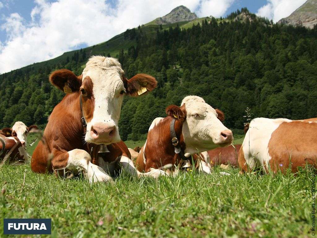 Fond D Ecran Troupeau De Vaches Fleckvieh Fond D Ecran Troupeau De Vaches Fleckvieh