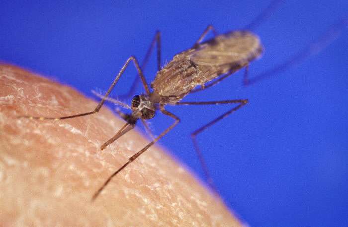 Anopheles gambiae est l’une des espèces d'anophèles, hôtes définitifs du parasite responsable du paludisme. © DP