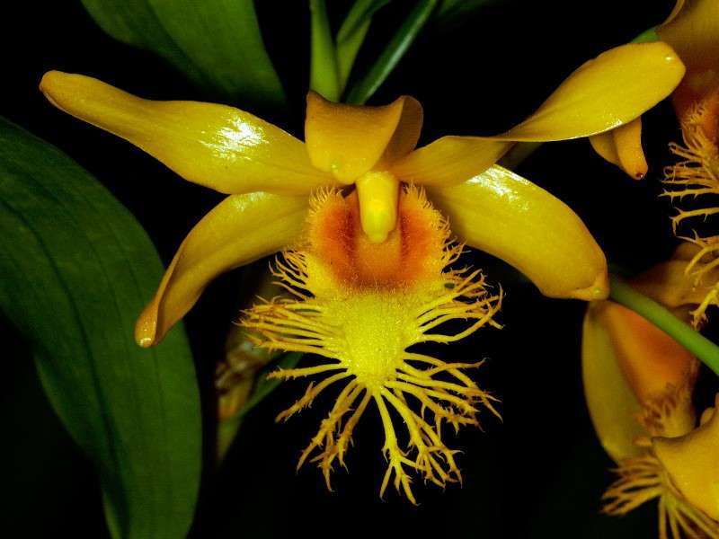 Orchidée Dendrobium Orchidée Dendrobium
