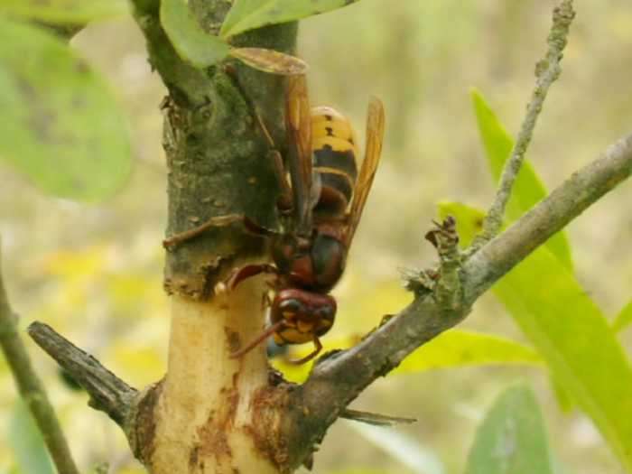 Vespa crabro - Frelon Vespa crabro - Frelon