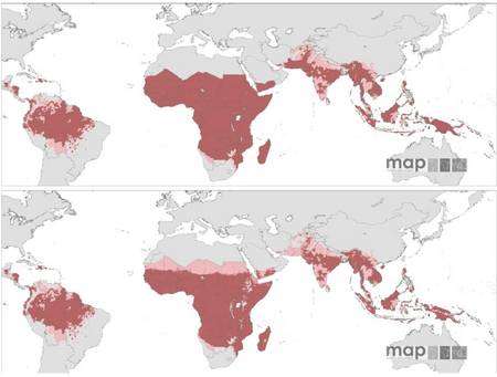 Ces deux cartes montrent les risques de contracter le paludisme pour un habitant (cliquez sur l'image pour l'agrandir). Celle du haut est obtenue par l'analyse de la présence du parasite (P. falciparum) et celle du bas par la prise en compte des conditions climatiques (température et aridité). Les zones rouges indiquent un risque moyen à élevé. Les zones roses un risque faible. En gris clair, apparaissent les régions où le risque est quasiment nul. Dans secteurs en gris foncé, les données sont insuffisantes. © MAP
