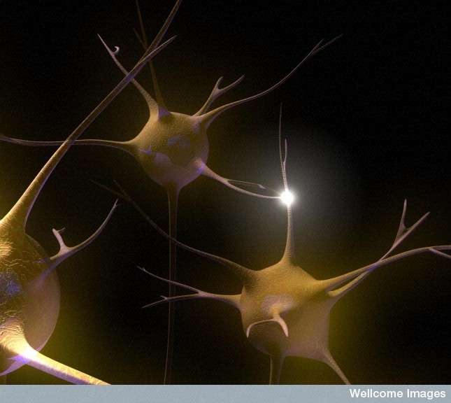 A memória passa neurônios e obrigatoriamente por conexões que os unem: sinapses. Apenas mesmo em camundongos que não expressam pkmbzeta, sinapses não têm um sinal de alteração ... © Emily Evans, Imagens de Wellcome, Flickr, CC por NC ND 2.0'expriment pas la PKMzeta, les synapses ne présentent aucun signe d'altération... © Emily Evans, Wellcome Images, Flickr, cc by nc nd 2.0
