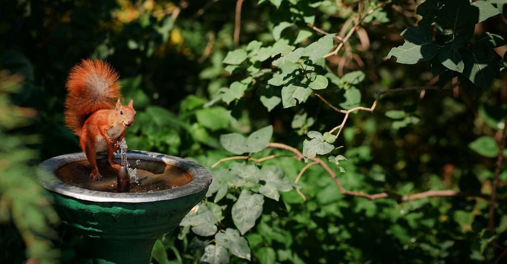Pour aider les écureuils, vous pouvez placer directement un peu d’eau dans les arbres. Cela leur évitera de descendre et de se retrouver à la portée de quelques prédateurs. © luengo_ua, Adobe Stock