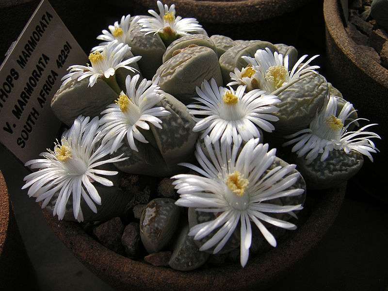 Lithops marmorata-ssp.-marm Lithops marmorata-ssp.-marm
