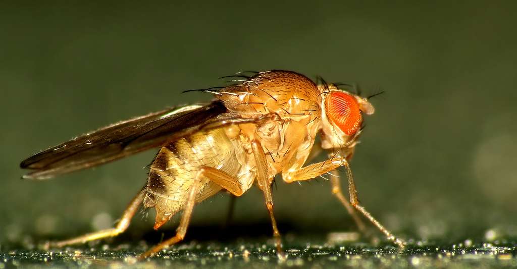 Drosophila. © Martin Cooper, Wikimedia commons, CC by 2.0