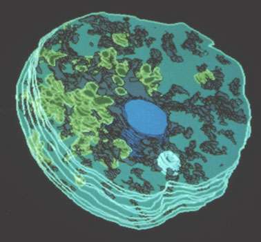 Reconstitution semi diagrammatique en 3D, à l’aide de coupes sériées, de la fusion noyau mâle et noyau femelle, au cours d’une fécondation in vitro réalisée chez le maïs. En bleu intense, le noyau femelle ; en bleu clair, le noyau mâle ; en jaune, les plastes ; en violet, le réseau mitochondrial. © DP