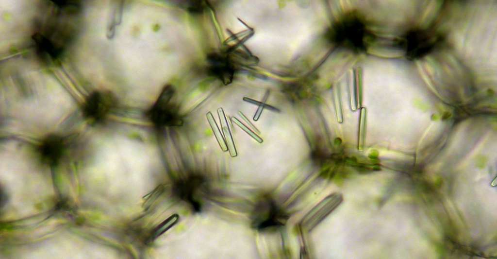 Cristaux intercellulaires d'une plante. © Theoddmanjack, Wikimedia commons, CC by-sa 3.0
