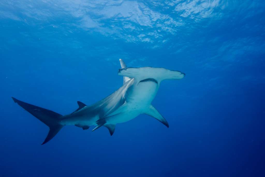 Le requin-marteau fréquente les récifs des eaux tropicales, ici dans les eaux des Bahamas. © hakbak, Adobe Stock