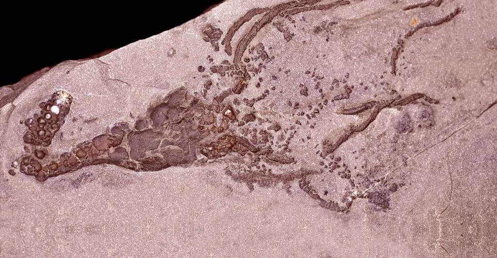 L'explosion cambrienne, mythe ou réalité ? Ici, un fossile de Gogia spiralis Robison 1965. © Parent Géry, CC by-sa 3.0