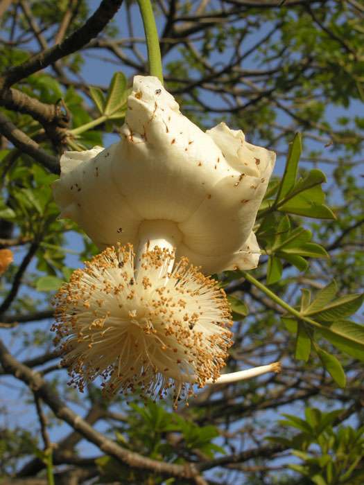 De jolies fleurs de baobab De jolies fleurs de baobab