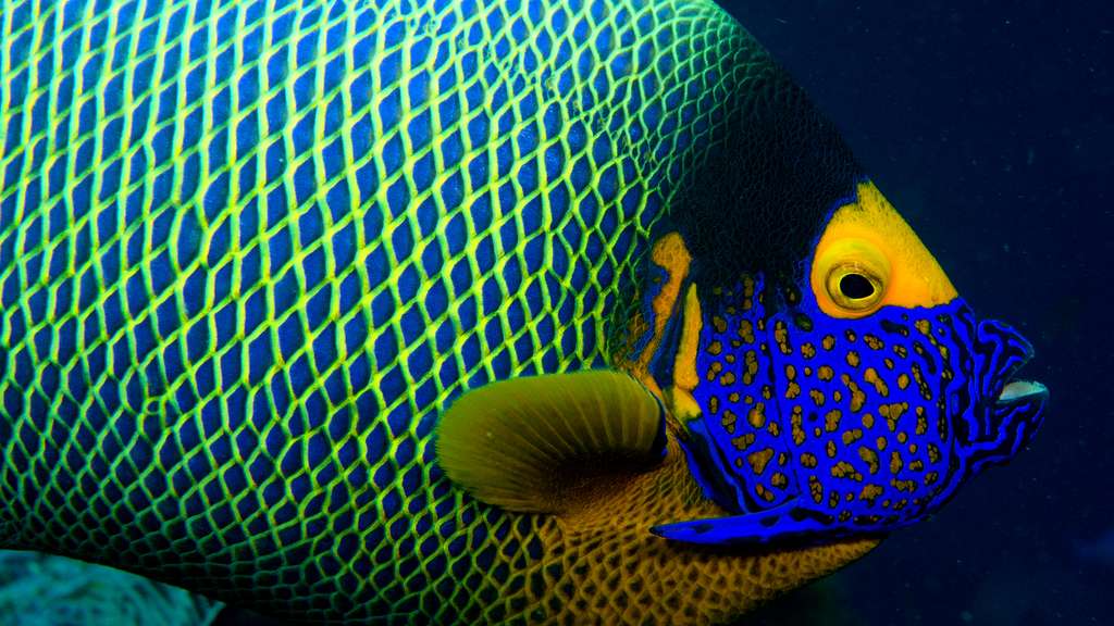 Un poisson-ange à front jaune, en Indonésie Un poisson-ange à front jaune, en Indonésie