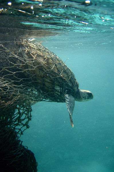 Definition Tortue Marine Chelonioidea Futura Planete