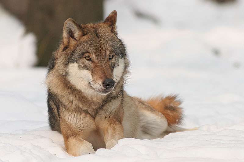 Definition Loup Gris Canis Lupus Futura Planete