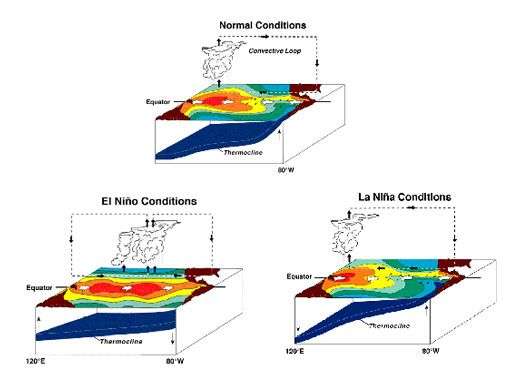 En conditions neutres (Normal Conditions) sur l'image, il existe une remontée des eaux froides (upwelling) à l'est du bassin tropical, et les eaux chaudes s'accumulent à l'ouest. Les échanges de chaleur océan-atmosphère forment une zone de convection à l'ouest. En conditions El Niño, l'upwelling s'arrête, et l'ensemble du bassin tropical est chaud. En conditions La Niña, c'est l'inverse, l'upwelling se renforce. © NOAA