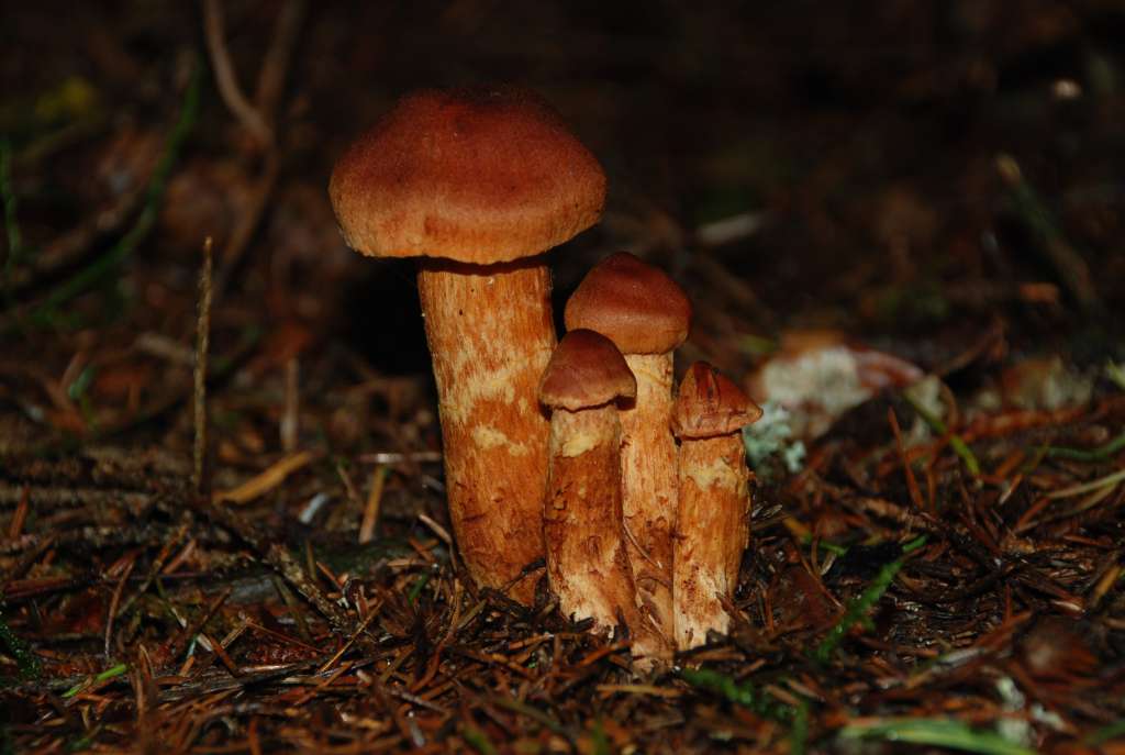 Cortinaire - Cortinarius speciosissimus Cortinaire - Cortinarius speciosissimus