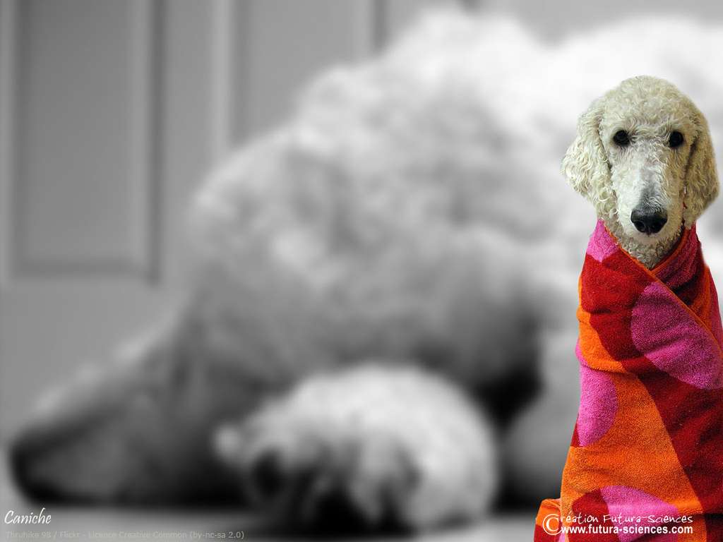 Miss Caniche Miss Caniche