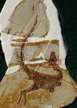 Le fossile de Sinosauropteryx, pomme de discorde sur la date d’apparition des plumes. En avait-il ou non ? Crédit : Proceedings of the Royal Society B Le fossile de Sinosauropteryx, pomme de discorde sur la date d’apparition des plumes. En avait-il ou non ? Crédit : Proceedings of the Royal Society B