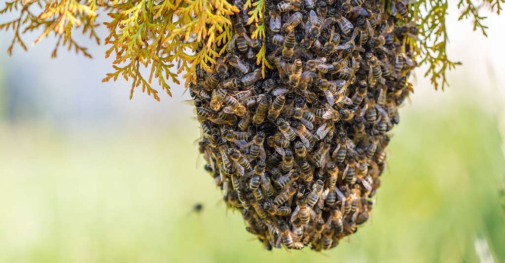 Résultat de recherche d'images pour "essaim abeilles"