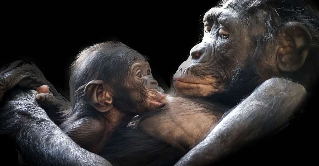 singe d afrique 7 lettres