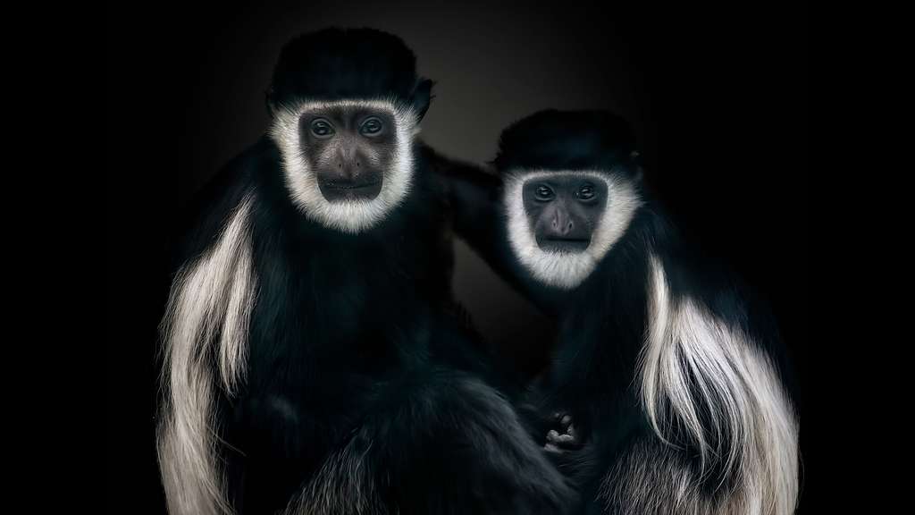 Le colobe guéréza, proie des chimpanzés Le colobe guéréza, proie des chimpanzés