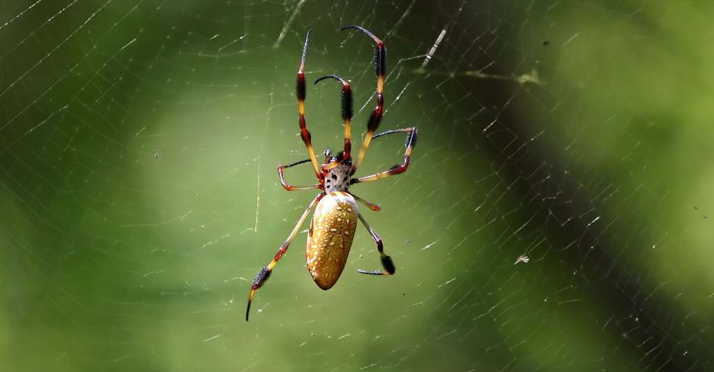 Araignée Nephila clavipes. © James DeMers, Pixabay, DP