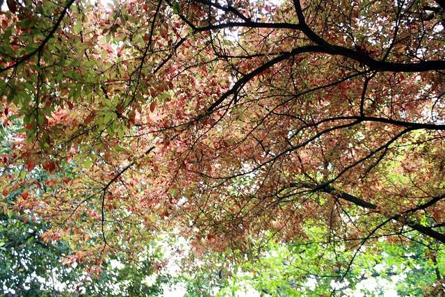 Prunus cerasifera. © endless autumn, Flickr CC by sa 2.0