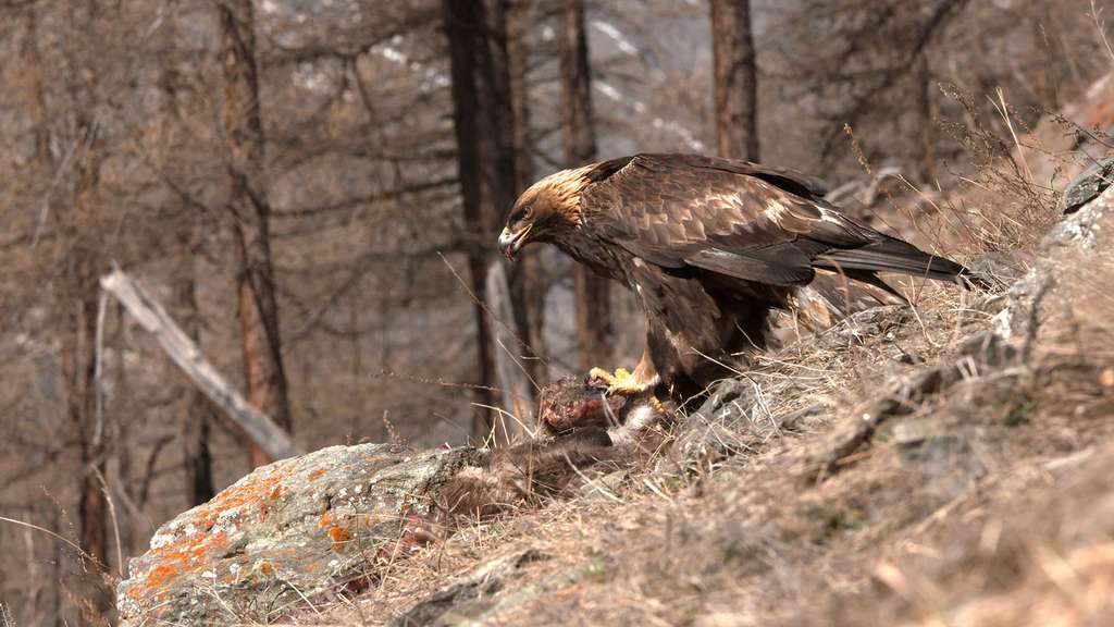 Photo L Aigle Royal Un Sedentaire Exclusivement Montagnard