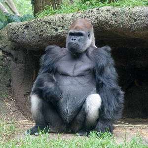Gorille : grand singe par excellence. © Macinate
