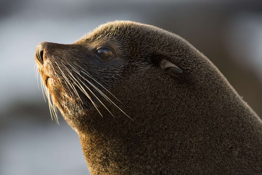 Un lion de mer femelle, au Pérou Un lion de mer femelle, au Pérou