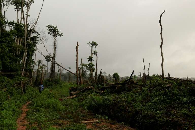 Déboisement de 850 hectares pour planter des palmiers à huile près de Kisangani, le 25 septembre 2019 en République démocratique du Congo. © Samir Tounsi, AFP, Archives