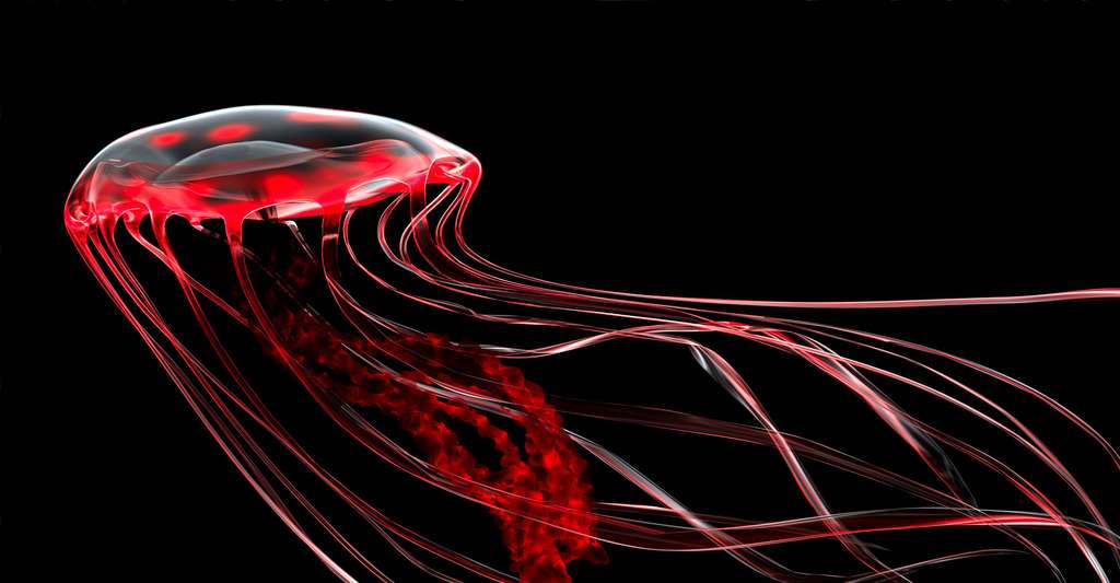 Méduses rouges bioluminescentes. © Catmando, Shutterstock