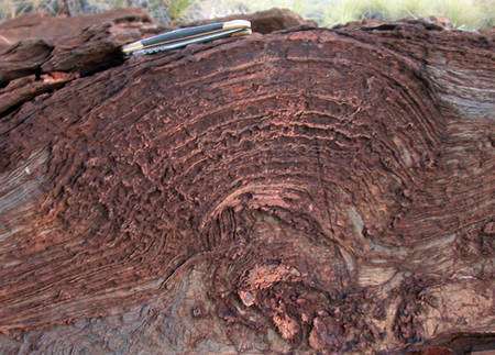 Stromatolite fossile en dôme sur le site de forage de la formation de Tumbiana, photographiée par l'équipe. © Kevin Lepot