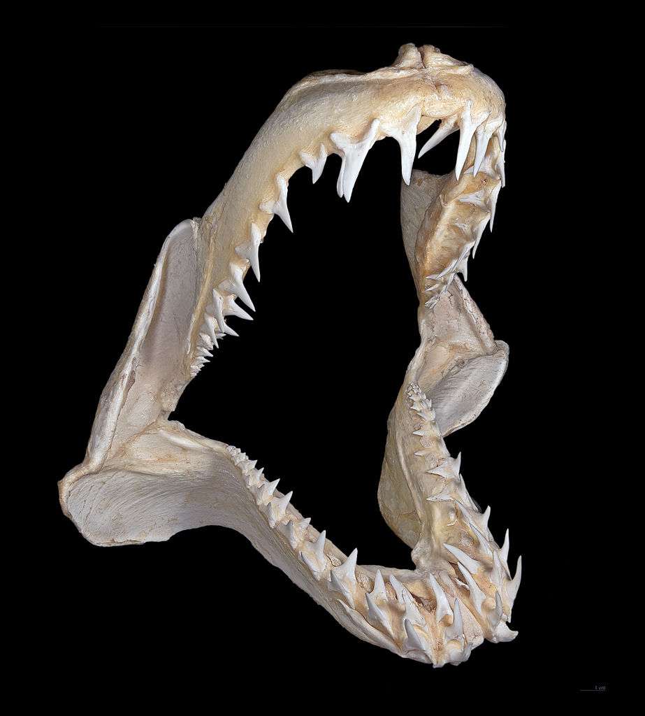 La mâchoire du requin mako se distingue des autres espèces de la famille des lamnidés : ses dents sont très pointues et effilées. Les mâchoires des requins sont mobiles, un spécimen peut perdre jusqu'à 30.000 dents dans sa vie. © Didier Descouens, Wikipédia, cc by sa 3.0