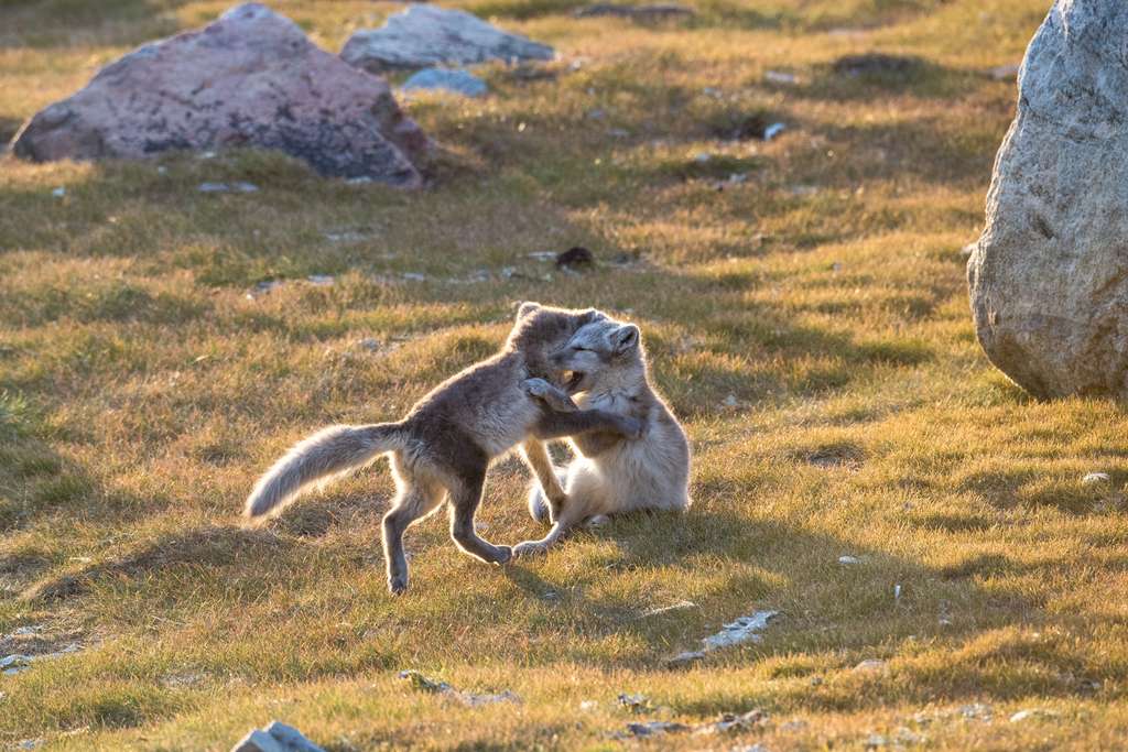 Jeunes renards bleus dans l'été arctique Jeunes renards bleus dans l'été arctique