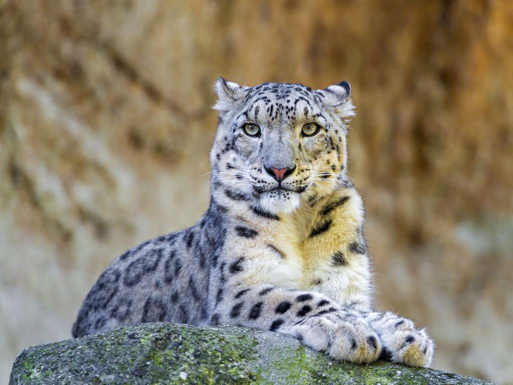 Léopard des neiges. © Tambako the Jaguar, Flickr