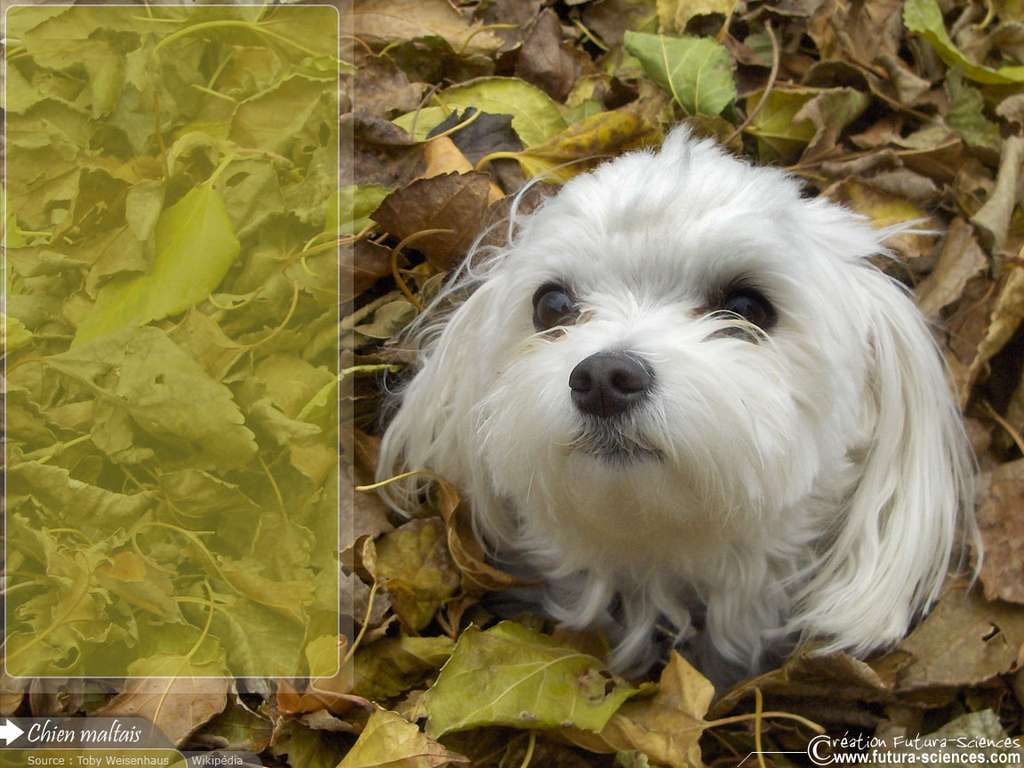 Chien maltais Chien maltais