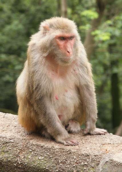 Definition Macaque Rhesus Bandar Macaca Mulatta Futura Planete Definition Macaque Rhesus Bandar Macaca Mulatta Futura Planete