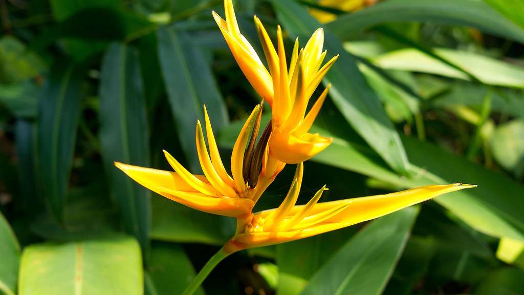 Heliconia, une réserve de nectar pour les oiseaux-mouches Heliconia, une réserve de nectar pour les oiseaux-mouches