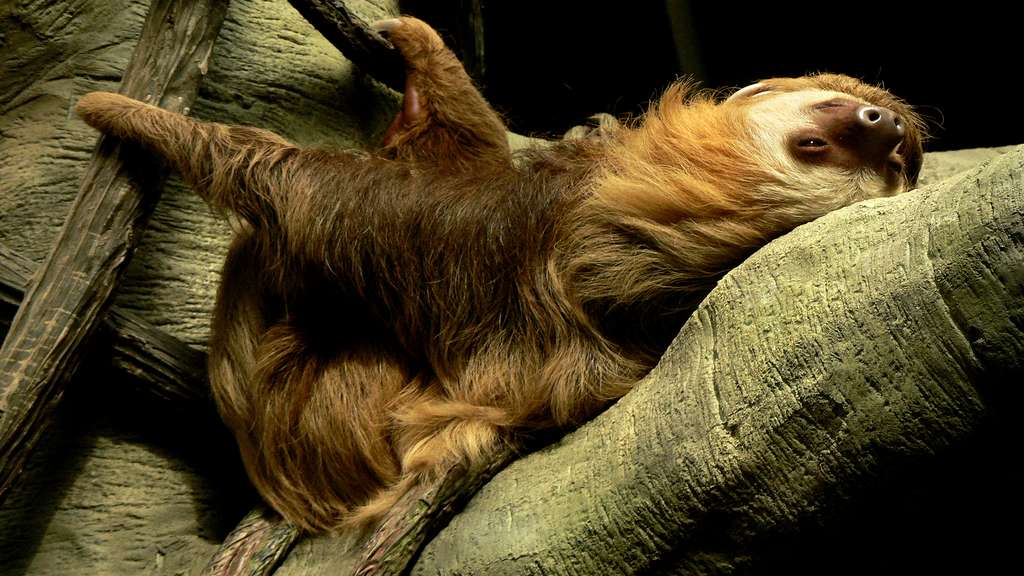 Le paresseux, un animal très présent au Costa Rica Le paresseux, un animal très présent au Costa Rica