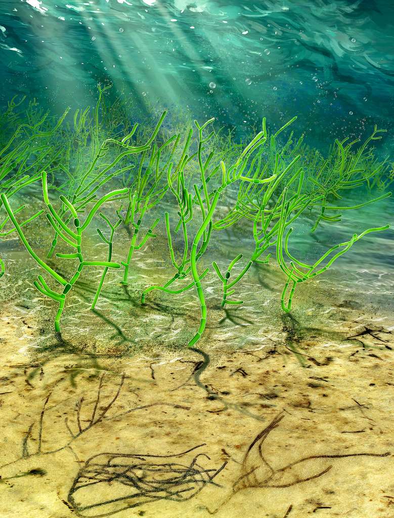 Proterocladus antiquus poussait en touffes denses au fond de l’océan, ce qui lui permettait de coloniser de grandes surfaces. © Dinghua Yang