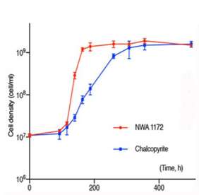 Courbe de croissance de M. sedula sur NWA 1172 en rouge comparée à celle sur la chalcopyrite en bleu. © Tetyana Mijolevic et al.