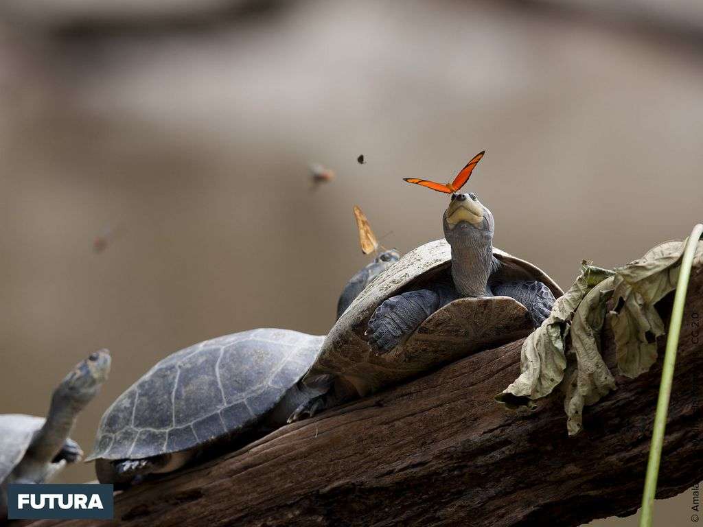 Deux papillons flambeaux (Dryas iulia) en train de boire les larmes de tortues Deux papillons flambeaux (Dryas iulia) en train de boire les larmes de tortues