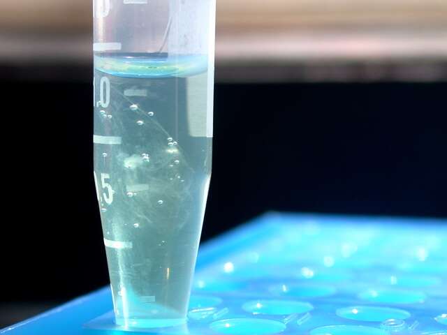 Voir l'ADN à l'œil nu grâce à la précipitation en pelote Voir l'ADN à l'œil nu grâce à la précipitation en pelote