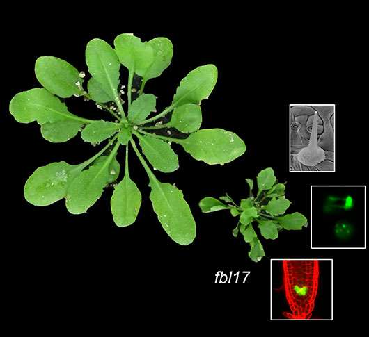 En comparant la taille de la rosette de six semaines de la plante modèle Arabidopsis thaliana sauvage (à gauche) avec celle du mutant fbl17 (à droite), au même stade, on constate un retard important de croissance. Ce mutant présente différentes anomalies cellulaires et du développement, comme l’absence de branchement et d’endoréplication des trichomes, la désorganisation du méristème de la racine principale et des défauts de ségrégation des chromosomes (illustrés dans les trois encarts, à droite). © Pascal Genschik