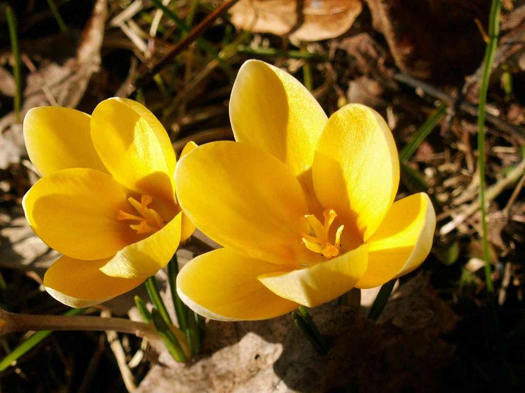 Crocus flavus - Crocus jaune Crocus flavus - Crocus jaune