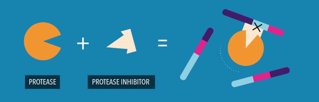 Mode schématisé de l'action d'un inhibiteur de protéase. Il empêche l'enzyme de couper les polyprotéines produites lors de la réplication du SARS-CoV-2. © Pfizer (extrait d'une infographie) Mode schématisé de l'action d'un inhibiteur de protéase. Il empêche l'enzyme de couper les polyprotéines produites lors de la réplication du SARS-CoV-2. © Pfizer (extrait d'une infographie)