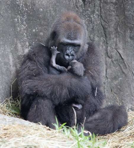 Video Cette Espece Presque Eteinte De Gorilles Accueille Un Nouveau Bebe