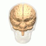 Le carrefour temporo-pariétal est une région du cerveau située à la jonction des lobes temporal et pariétal. Elle est impliquée dans de nombreuses fonctions et permettrait notamment de se souvenir de ses rêves. © Polygon data are from BodyParts3D, Wikimedia Commons, cc by sa 2.1