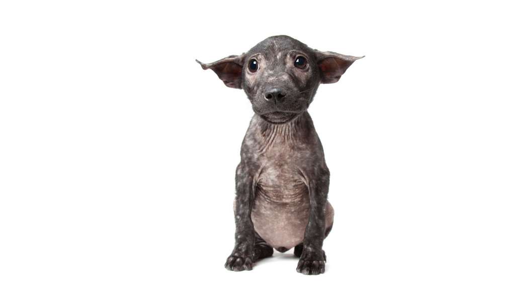 Pip, la chienne galeuse Pip, la chienne galeuse